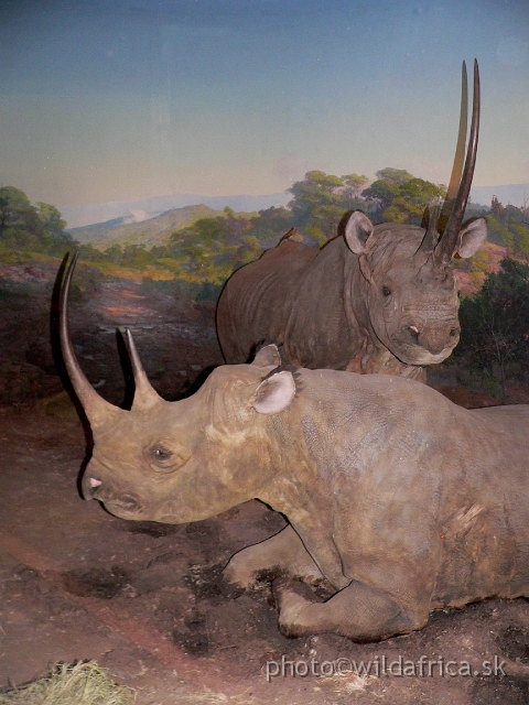 Picture 192.jpg - Black rhinos with enormous long horns.